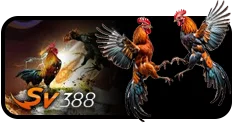 Cock Fight PHI Image